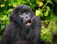 4 Days Gorilla safari in Rwanda 