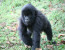 2-Day Gorilla safari tour in Rwanda