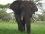  6-day budget Tanzania safari 