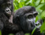 3 DAYS GORILLA EXPERIENCE VOLCANOES NATIONAL PARK 