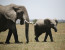 10-Day Private Luxury Dry Season Safari (Jun-Nov 2018)