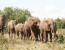 8-Day Private Classic Dry Season Safari (Jun - Nov 2018)
