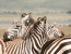 10-Day Private Luxury Dry Season Safari (Jun-Nov 2018)