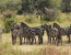 6 Day Serengeti Shall Never Die Camping Safari