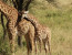 6 Day Serengeti Shall Never Die Camping Safari