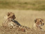 6 Day Serengeti Shall Never Die Camping Safari