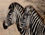 Luxury 5 Day Lesotho, Drakensberg and Safari Tour from Durban