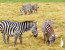 1 Day Lake Manyara National Park Safari