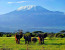 4Nights/5Days Tsavo Safari