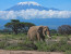 5 Days, 4 Nights Safari to Amboseli, Tsavo West & East from Nairobi