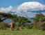 5 Days, 4 Nights Safari to Amboseli, Tsavo West & East from Nairobi