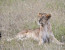 1 DAY SAFARI TO TARANGIRE NATIONAL PARK