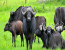 2 Days Uganda Wildlife Safari to Murchison Falls National Park