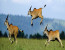 3 DAYS MAASAI MARA CAMPING SAFARI