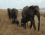 1 DAY SAFARI TO TARANGIRE NATIONAL PARK