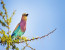 16 Days Kenya Birding Safari Tour Holiday