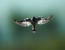 16 Days Kenya Birding Safari Tour Holiday