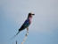 8 DAYS: GRUMETI HIGHLIGHTS (TARANGIRE, LAKE MANYARA, SERENGETI AND NGORONGORO) MAY--AUGUST