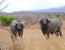 3 DAYS MASA MARA FLY-IN SAFARI