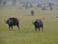 04 days Masai Mara and Lake Nakuru 
