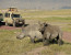 Amaizing Tanzania Serengeti Wildebeest Migration Special Family Safari.