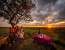 Amaizing Tanzania Serengeti Wildebeest Migration Special Family Safari.