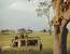 Amaizing Tanzania Serengeti Wildebeest Migration Special Family Safari.