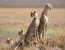 5 DAYS 4 NIGHTS BUDGET CAMPING SAFARI 
