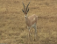 3 Days Big Five Camping Safari - Serengeti and Ngorongoro 