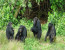 8-Day Uganda Chimps & Gorillas – Comfort (Private Tour) - 8 Days