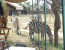 7 Days – Migration Safari Tour – December To March