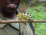 4 Day Volcanoes Double Gorilla Trek Adventure Tour