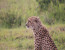 06 Days Masai Mara – Lake Nakuru – Amboseli