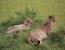 04 days Masai Mara and Lake Nakuru 
