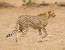 2 Days Ruma national park From Kisumu 
