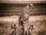 6 DAYS CLASSIC BUDGET CAMPING AND CULTURE (TARANGIRE, SERENGETI, NGORONGORO AND EYASI