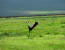 6 DAYS CLASSIC BUDGET CAMPING AND CULTURE (TARANGIRE, SERENGETI, NGORONGORO AND EYASI