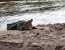 8 DAYS: GRUMETI HIGHLIGHTS (TARANGIRE, LAKE MANYARA, SERENGETI AND NGORONGORO) MAY--AUGUST
