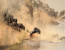 7 Days Migration Safari in Tanzania/Serengeti