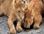 5 DAYS BIG CATS CAMPING SAFARI ( LAKE MANYARA, SERENGETI AND NGORONGORO)
