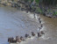 3 Days Masai Mara wilderbeest migration Tour
