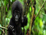 3 Days Gorilla Tracking Safari in Rwanda