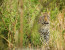 3 Days Queen Elizabeth National Park Safari