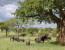 6 Day Serengeti Shall Never Die Camping Safari
