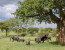 8 Days / 7 Nights Kruger, Pilanesberg and Cape Town