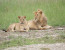 7 Day Perfect Tanzania Family Safari