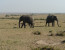 14 Days GET Combined Safaris - Kilimanjaro Climbing, Kilimanjaro Marathon & Wilderness Safari