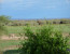 1 DAY SAFARI TO TARANGIRE NATIONAL PARK