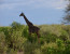 1 DAY SAFARI TO TARANGIRE NATIONAL PARK