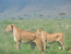 03 Days Masai Mara Budget Safari